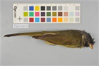 藏品(白環鸚嘴鵯)的圖片